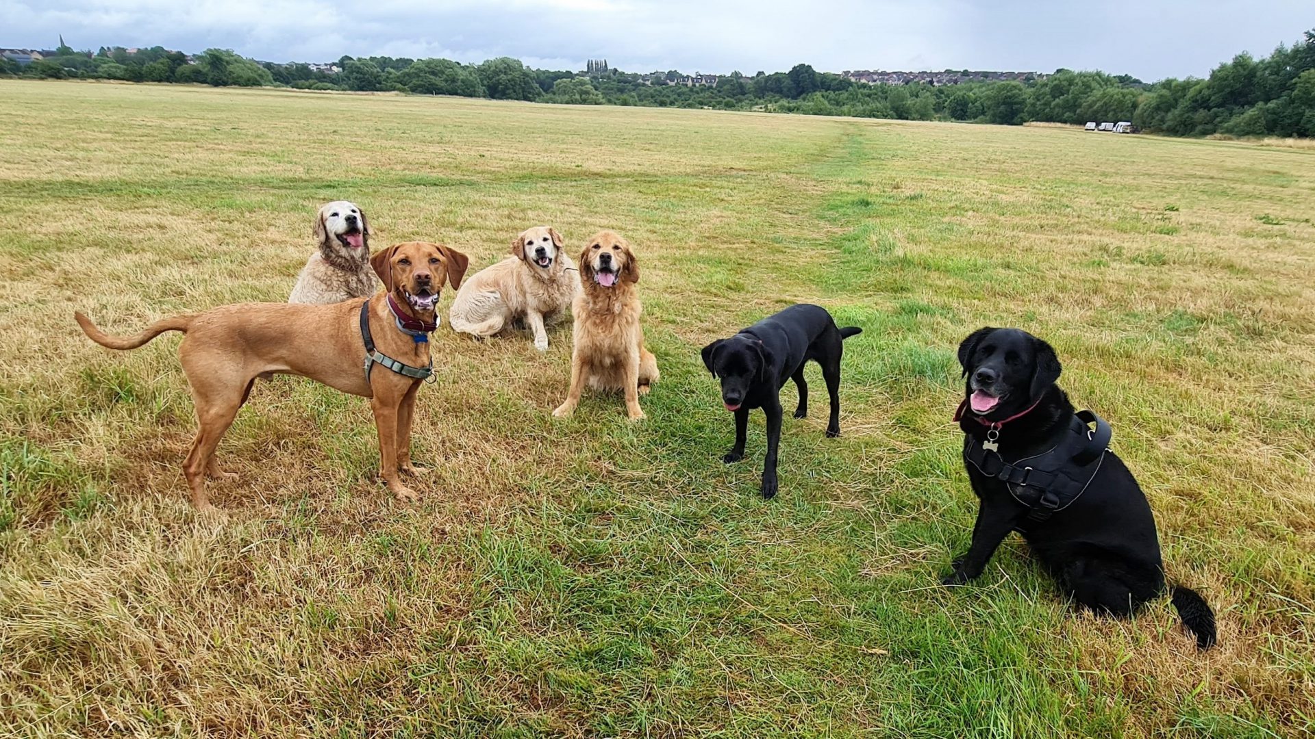 cropped-Hayleys-Happy-Hounds-colourful-new-website.png