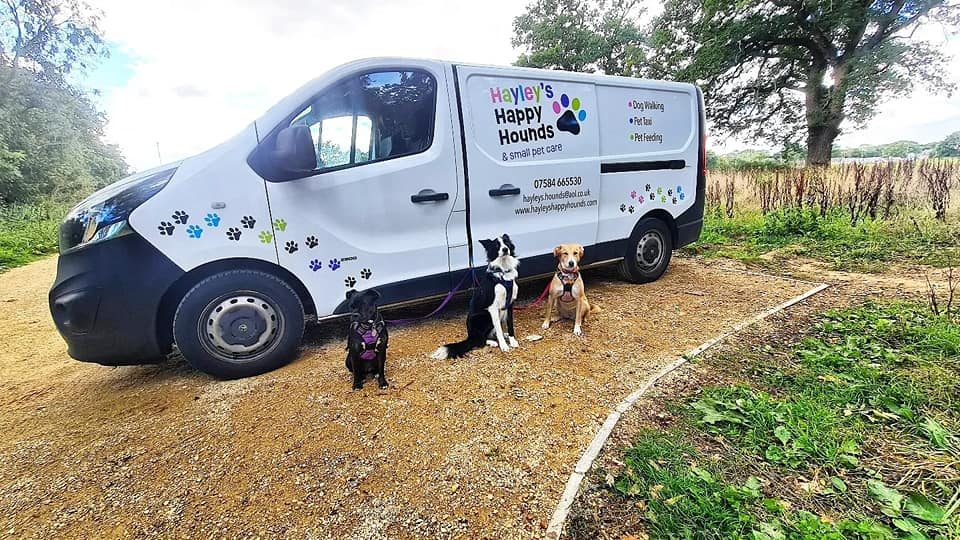 Hayley’s Happy Hounds colourful new website